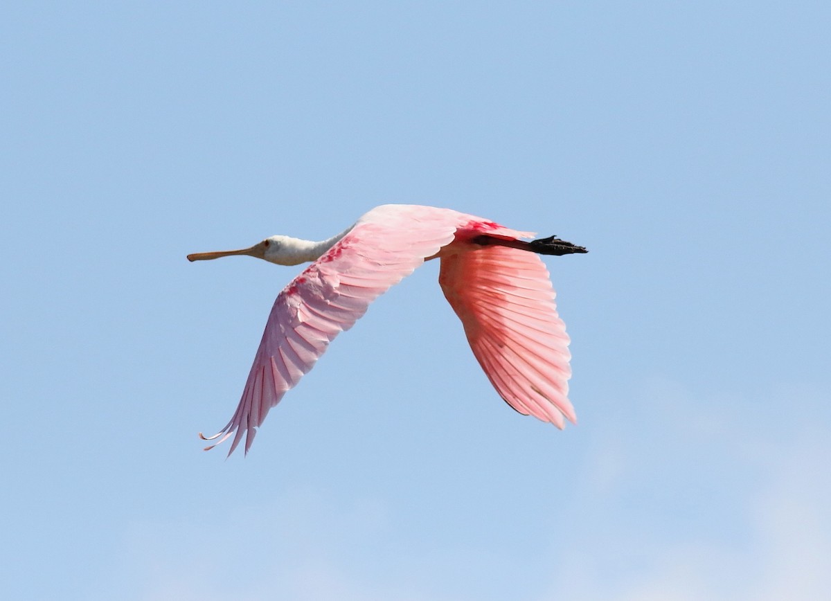 Roseate Spoonbill - ML614933032