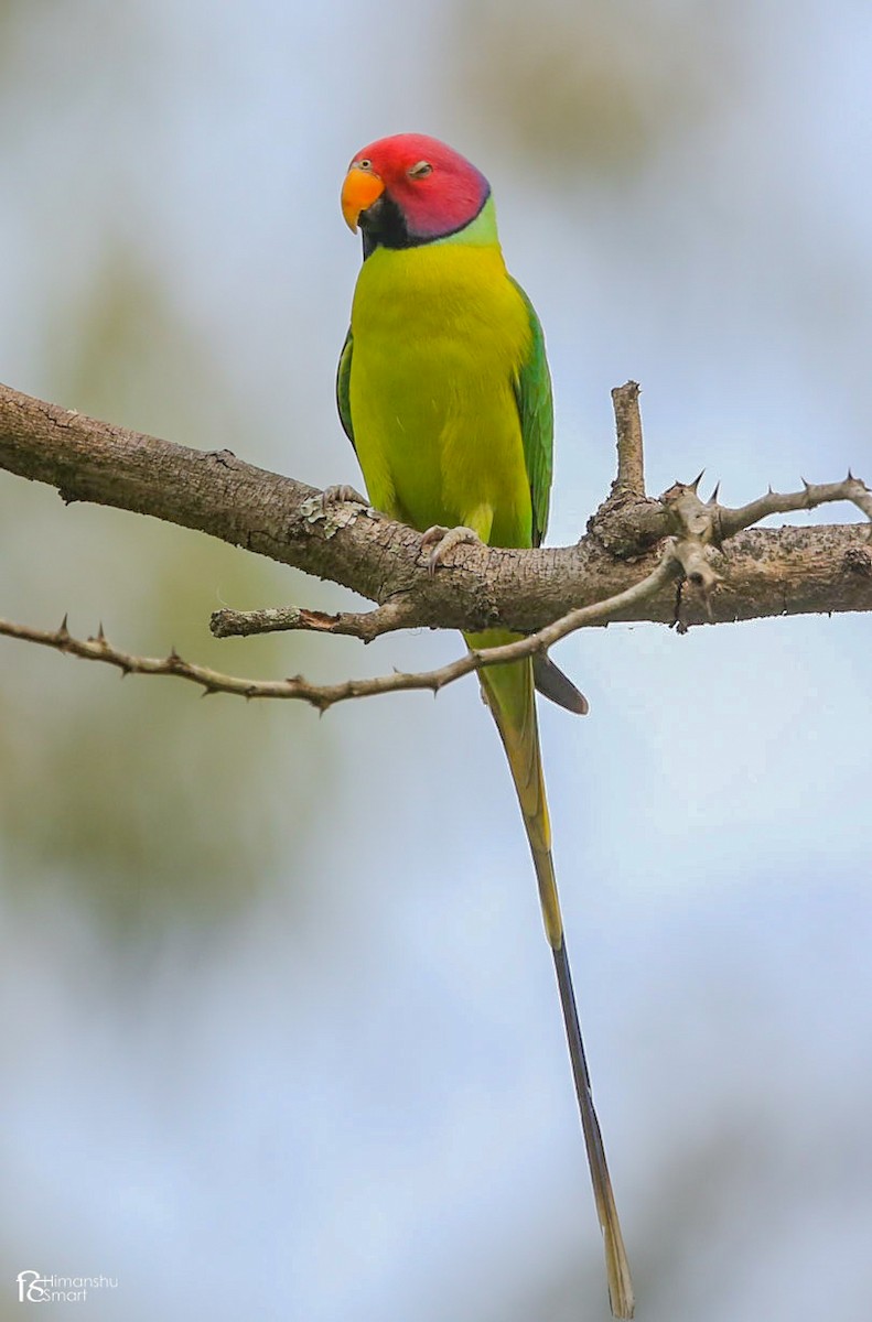 Plum-headed Parakeet - Himanshu Smart