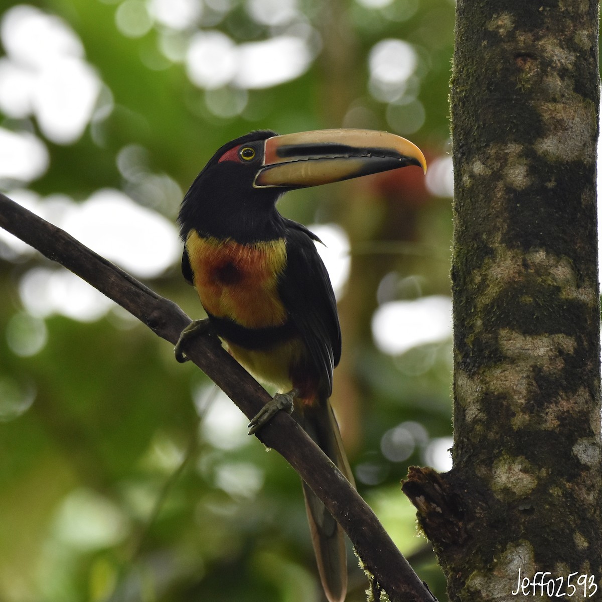 Collared Aracari - ML614933053