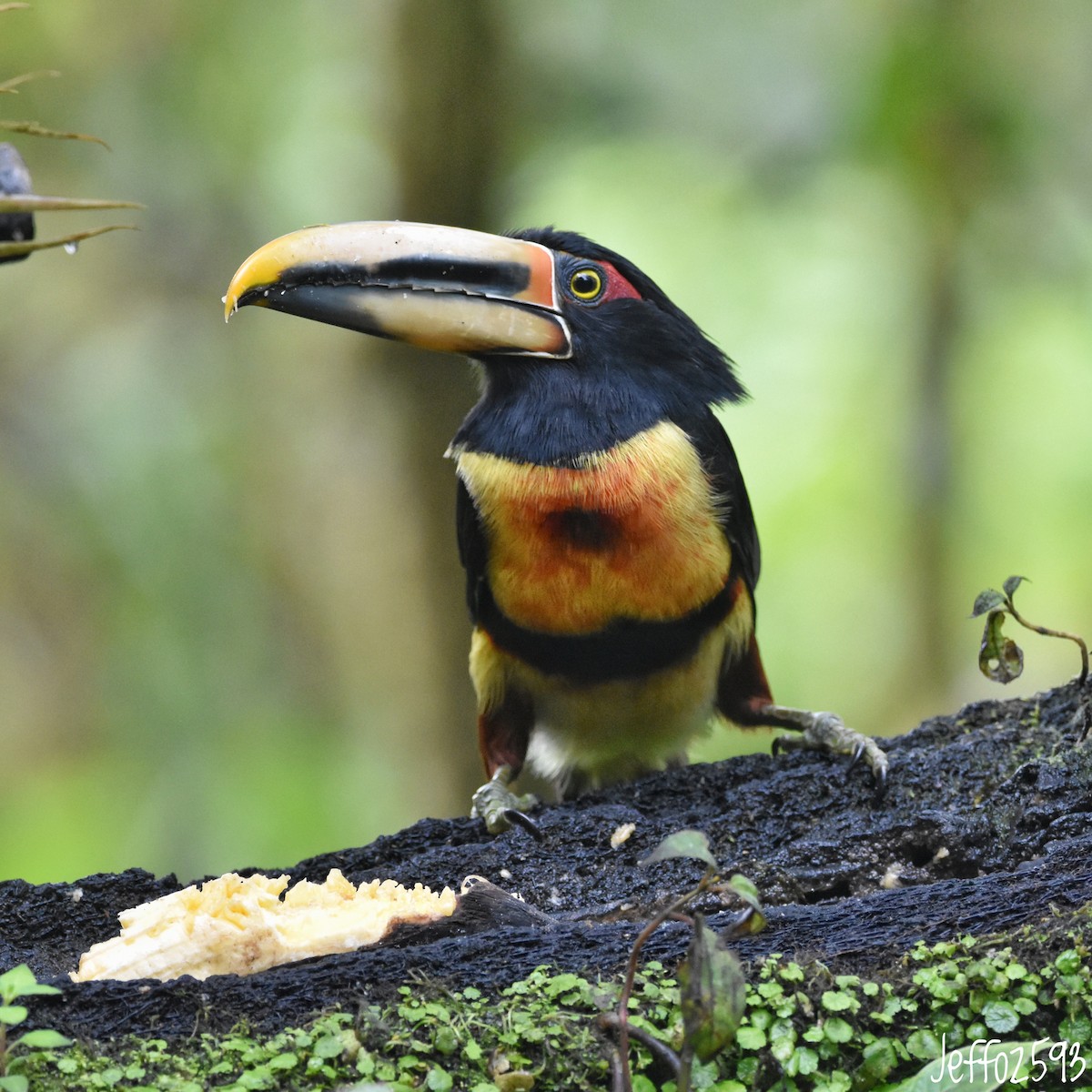 Collared Aracari - ML614933054