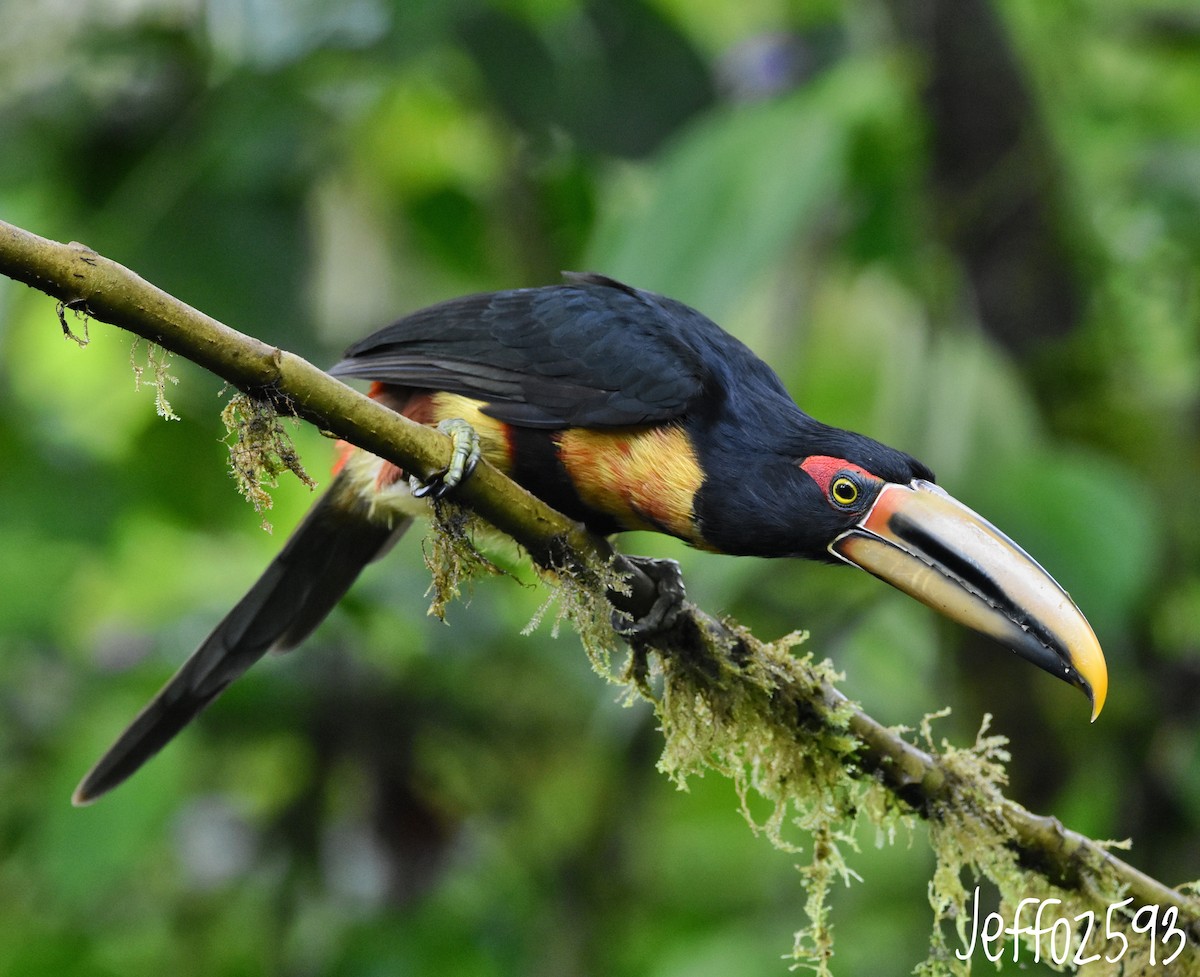 Collared Aracari - ML614933055