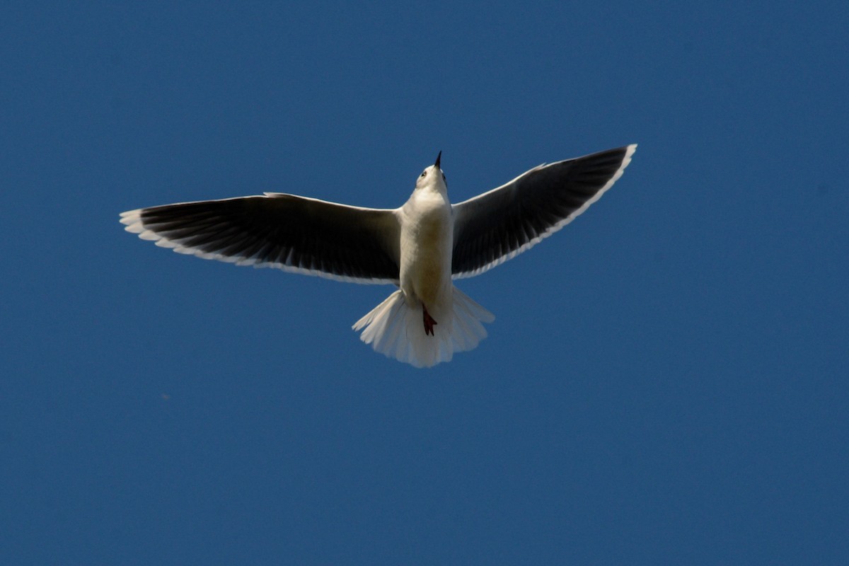 Little Gull - ML614933059