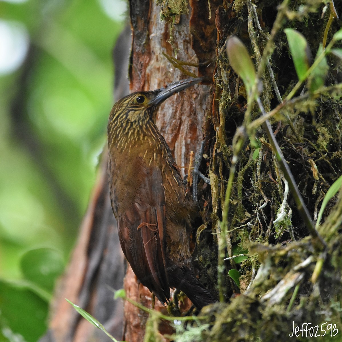 Strong-billed Woodcreeper - ML614933065