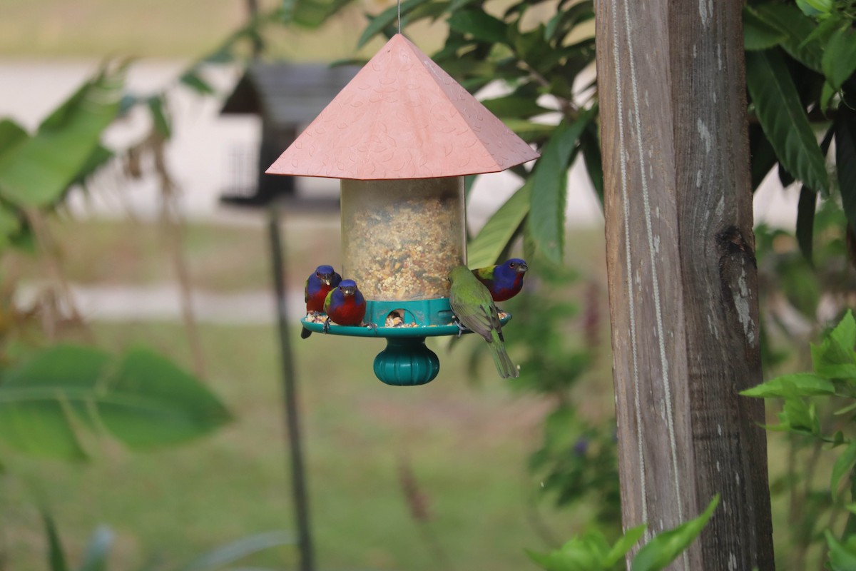 Painted Bunting - ML614933079