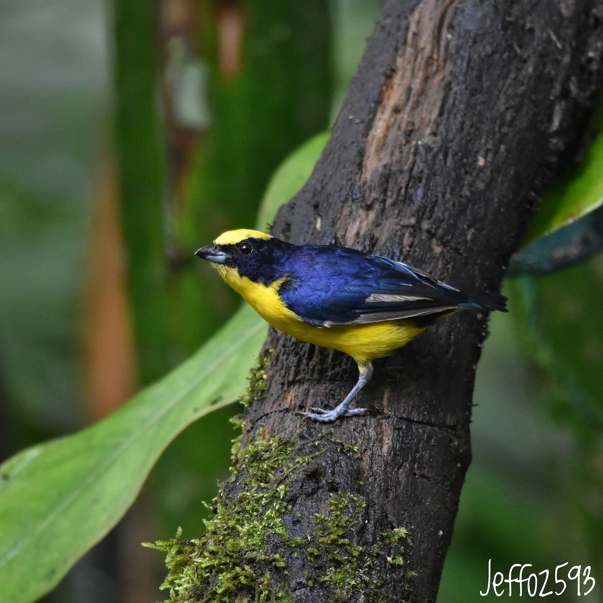 Thick-billed Euphonia - ML614933080