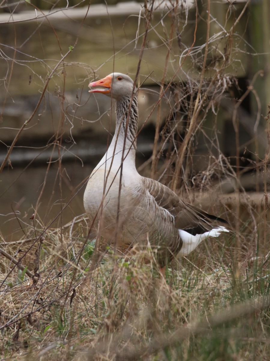 Graylag Goose (Domestic type) - ML614933139