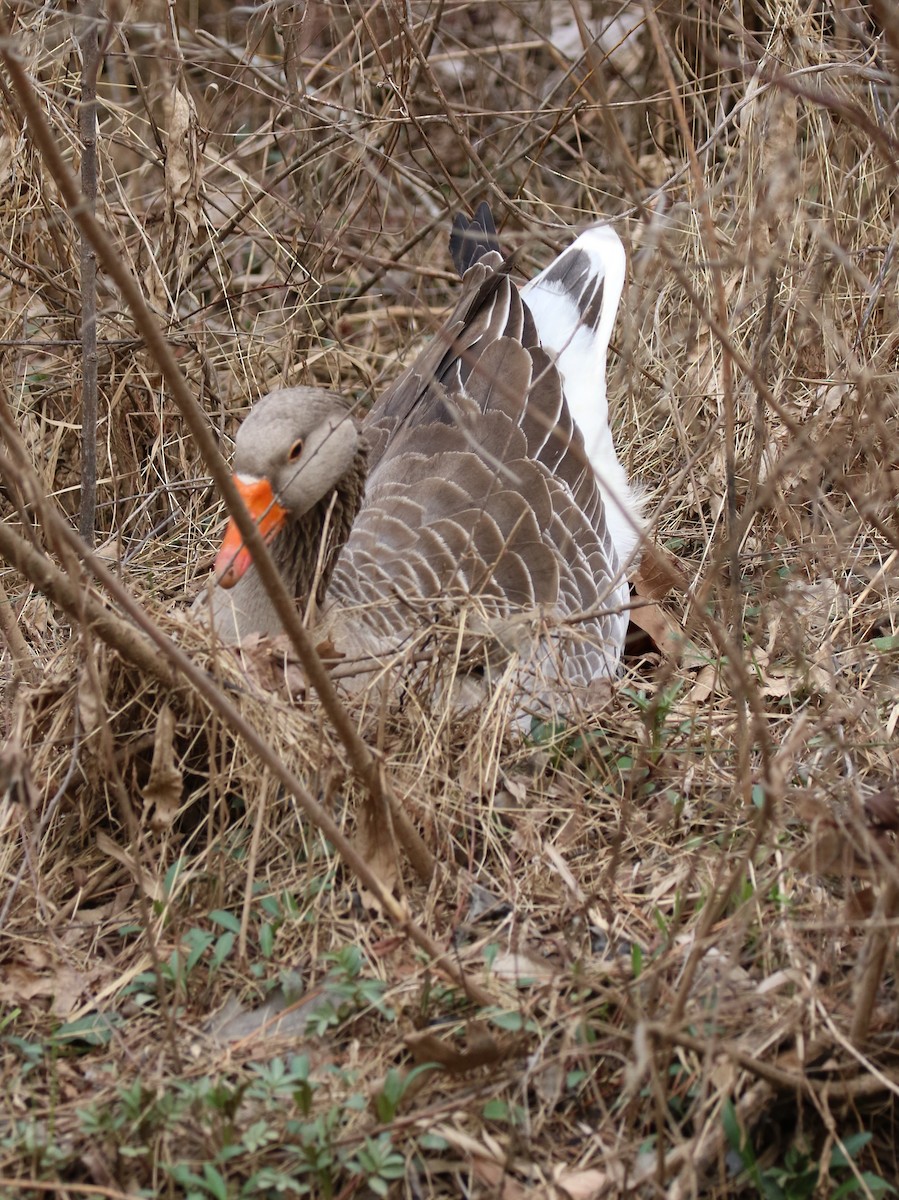 Graylag Goose (Domestic type) - ML614933140