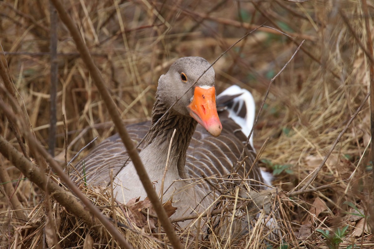 Graylag Goose (Domestic type) - ML614933142