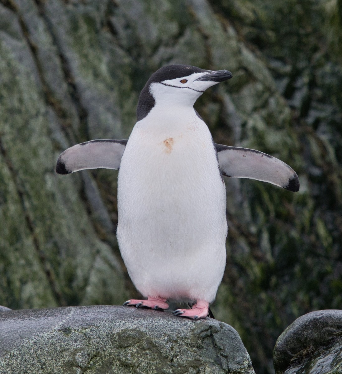 Chinstrap Penguin - ML614933150