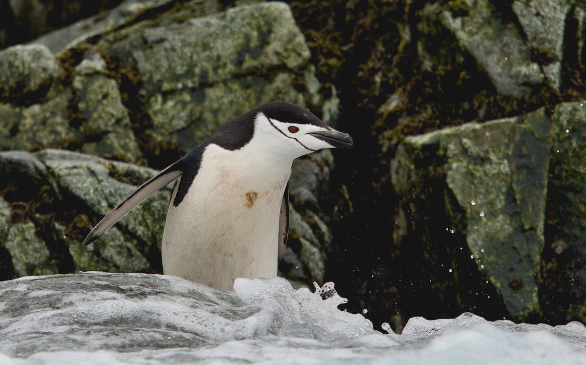 Chinstrap Penguin - ML614933151