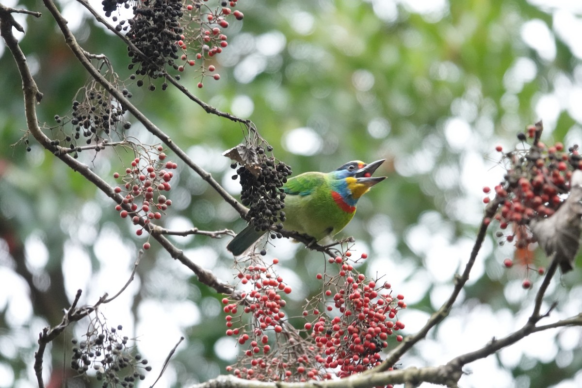 Taiwan Barbet - ML614933155