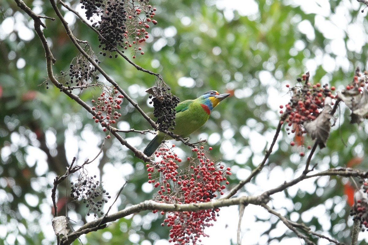 Taiwan Barbet - ML614933158