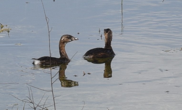 Pied-billed Grebe - ML614933167