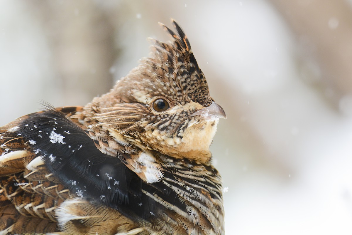 Ruffed Grouse - ML614933200