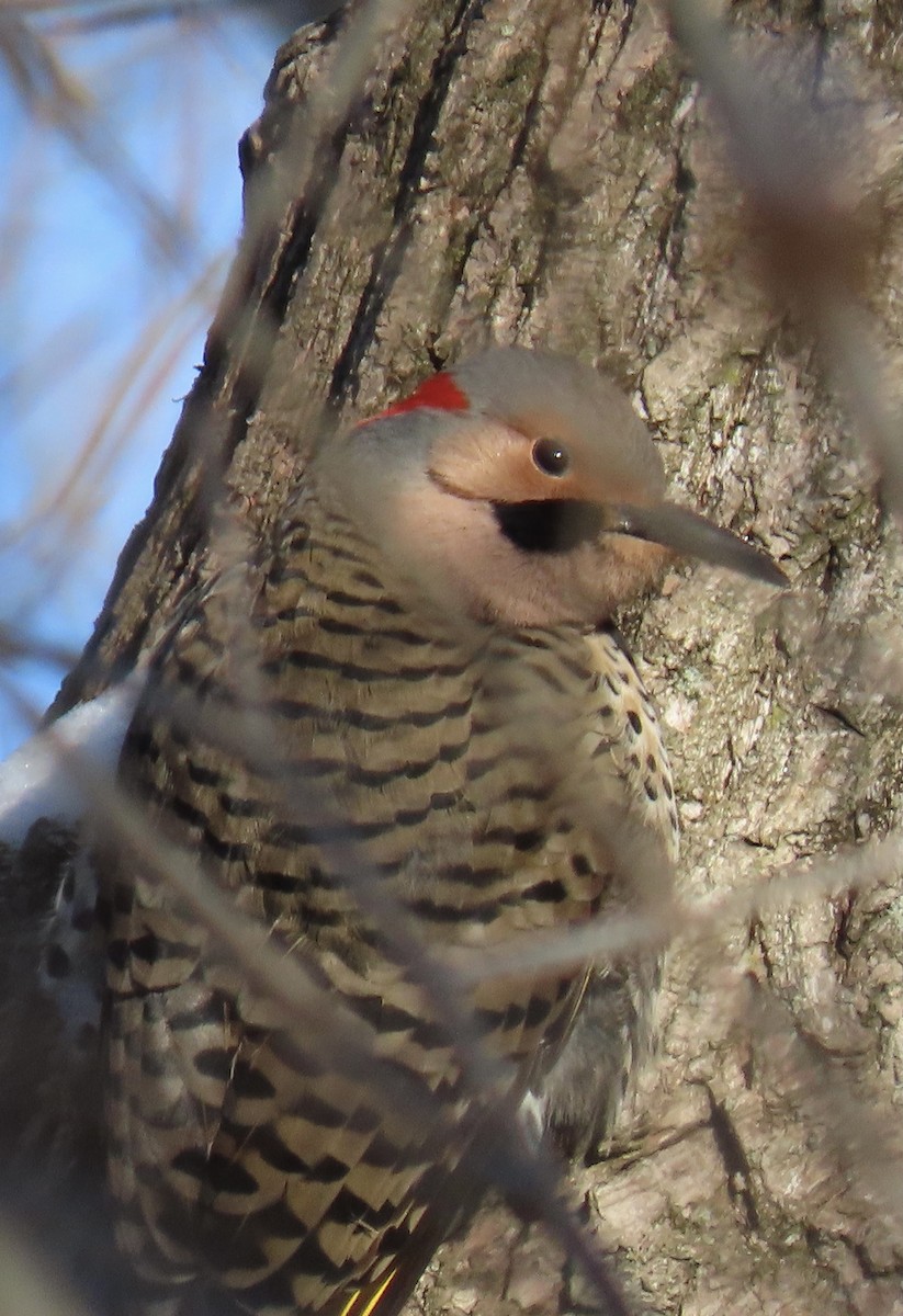 Northern Flicker - Curtis Beck