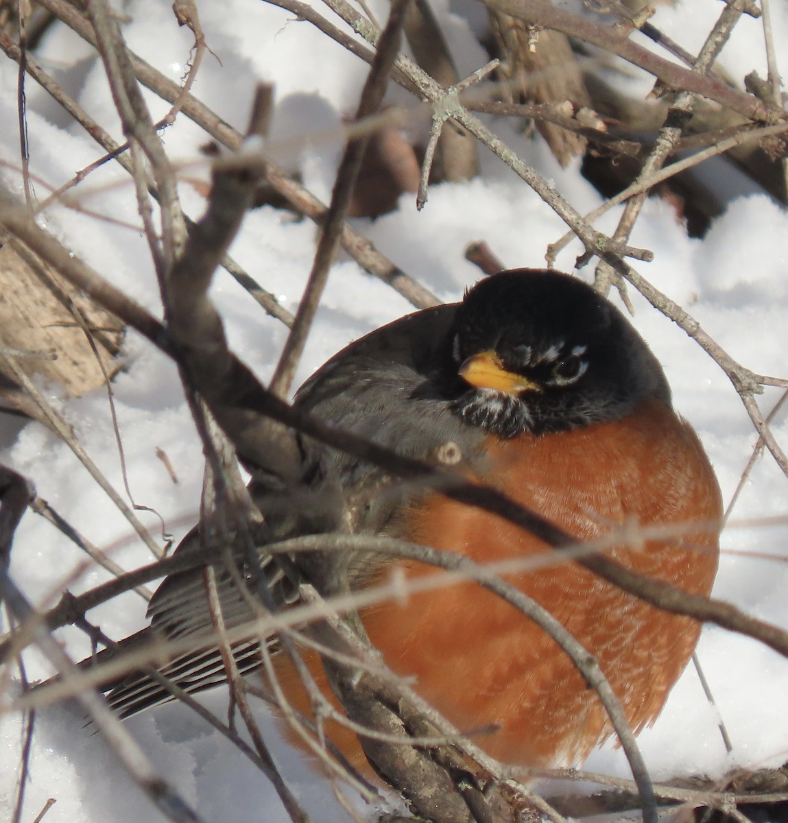 American Robin - Curtis Beck