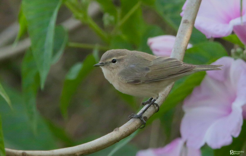 Common Chiffchaff - ML614933264