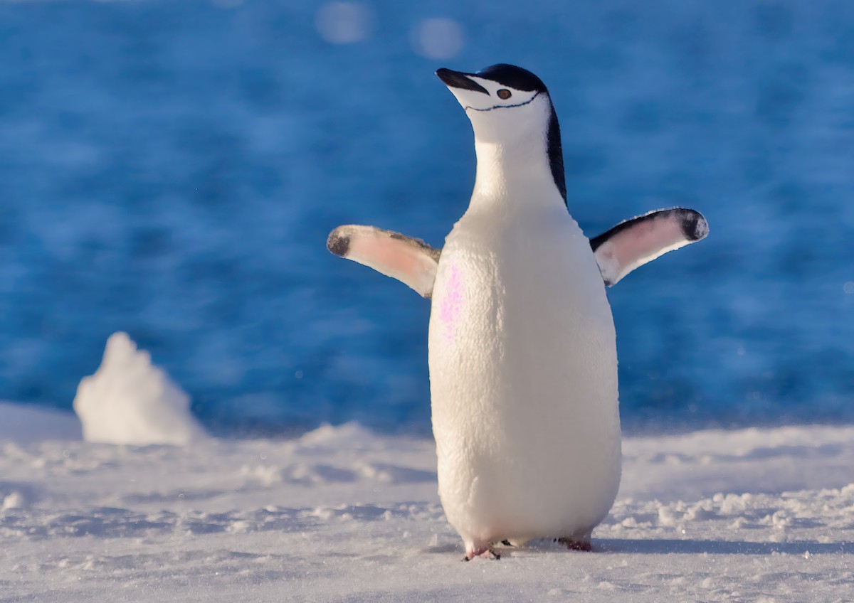 Chinstrap Penguin - ML614933307