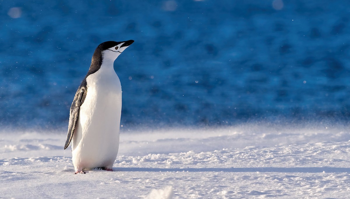 Пінгвін антарктичний - ML614933332