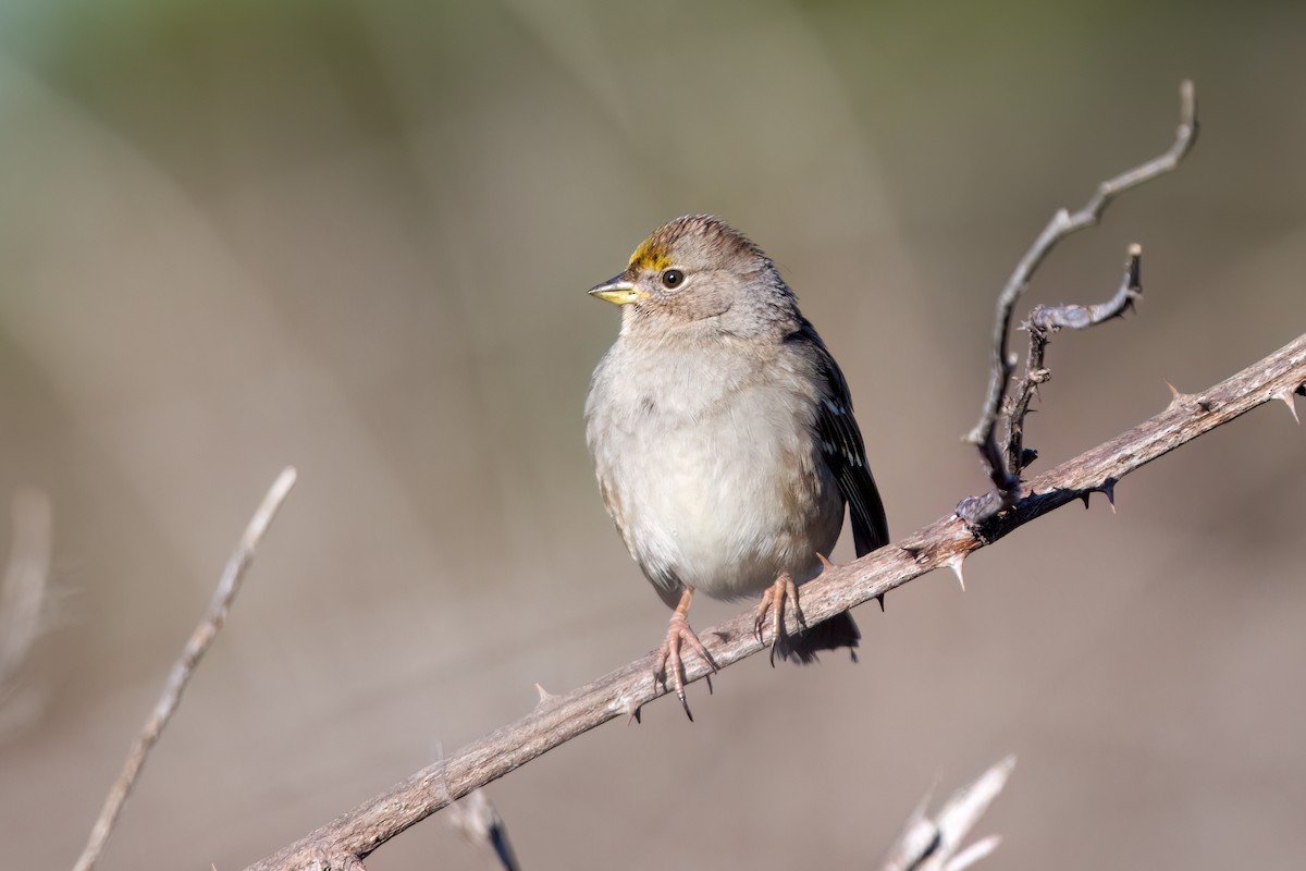 Golden-crowned Sparrow - ML614933357