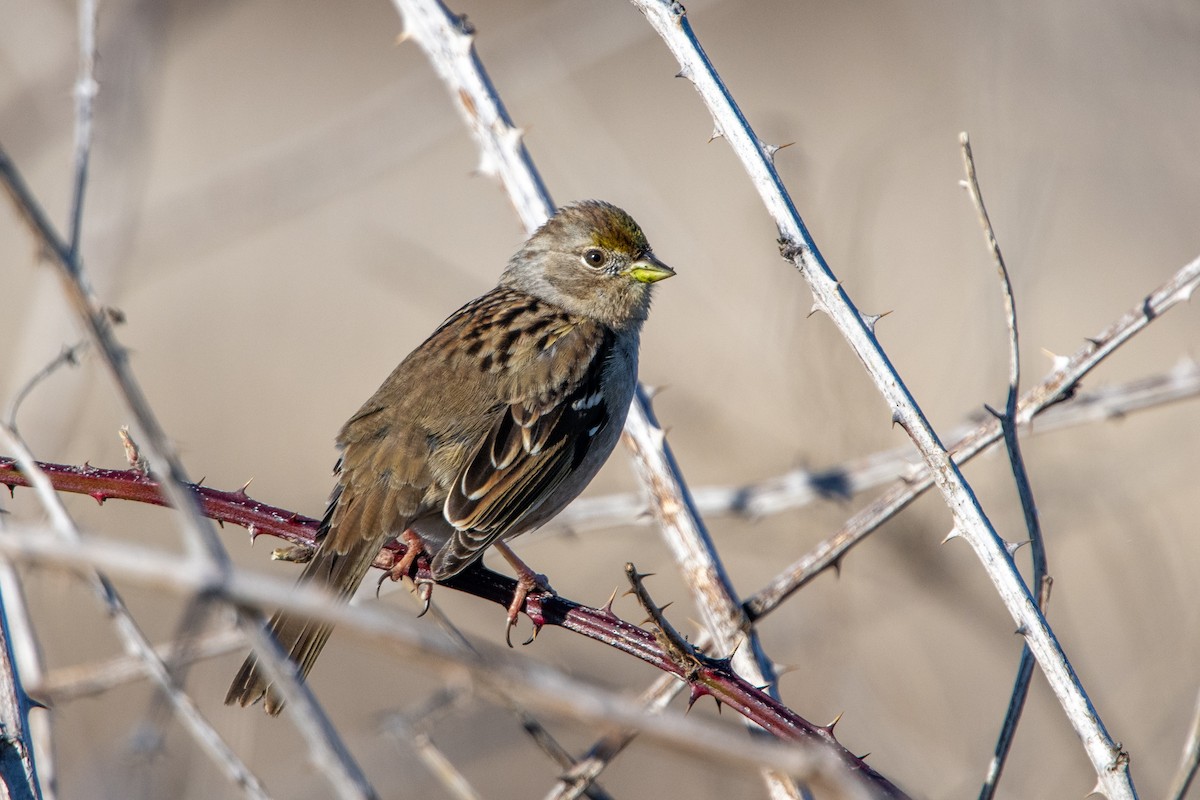 Golden-crowned Sparrow - ML614933358