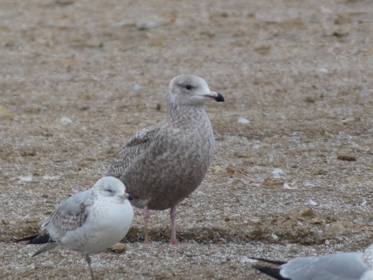 Herring Gull (American) - ML614933398