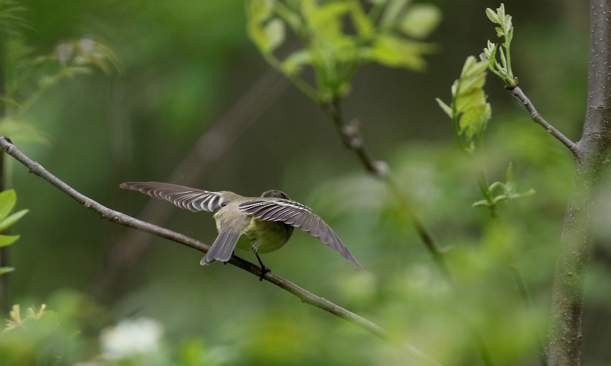 Least Flycatcher - Jay McGowan