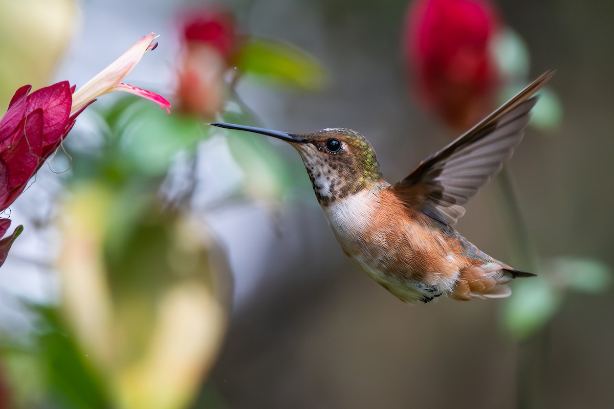 Rufous Hummingbird - ML614933429