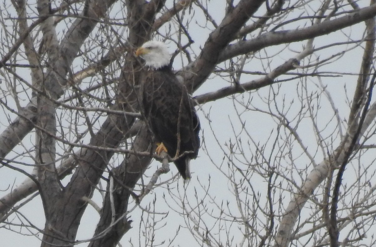 Bald Eagle - ML614933434