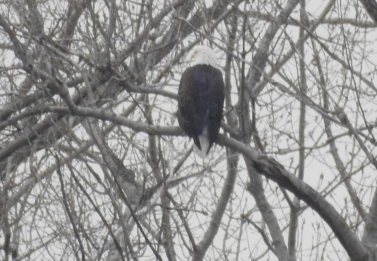 Bald Eagle - Bruce Hoover