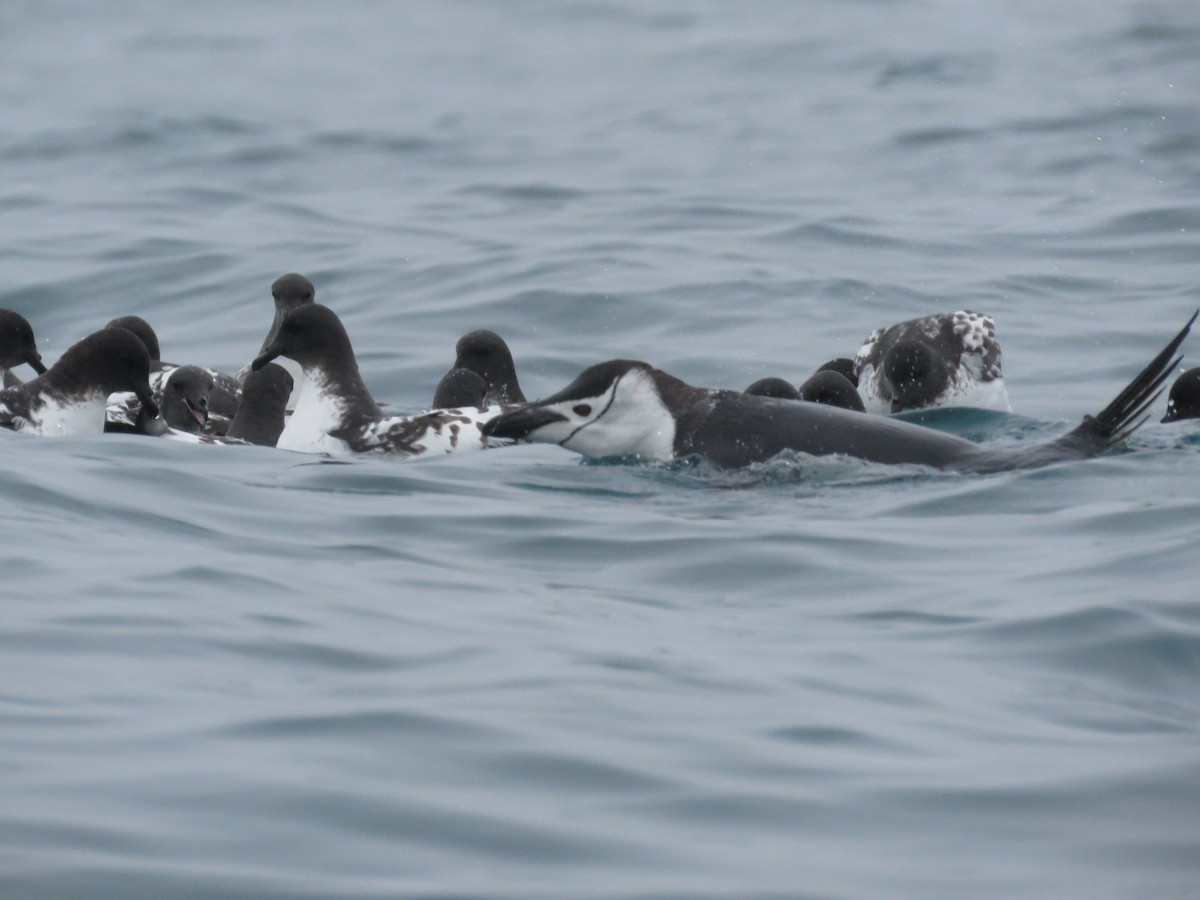 Cape Petrel - ML614933483