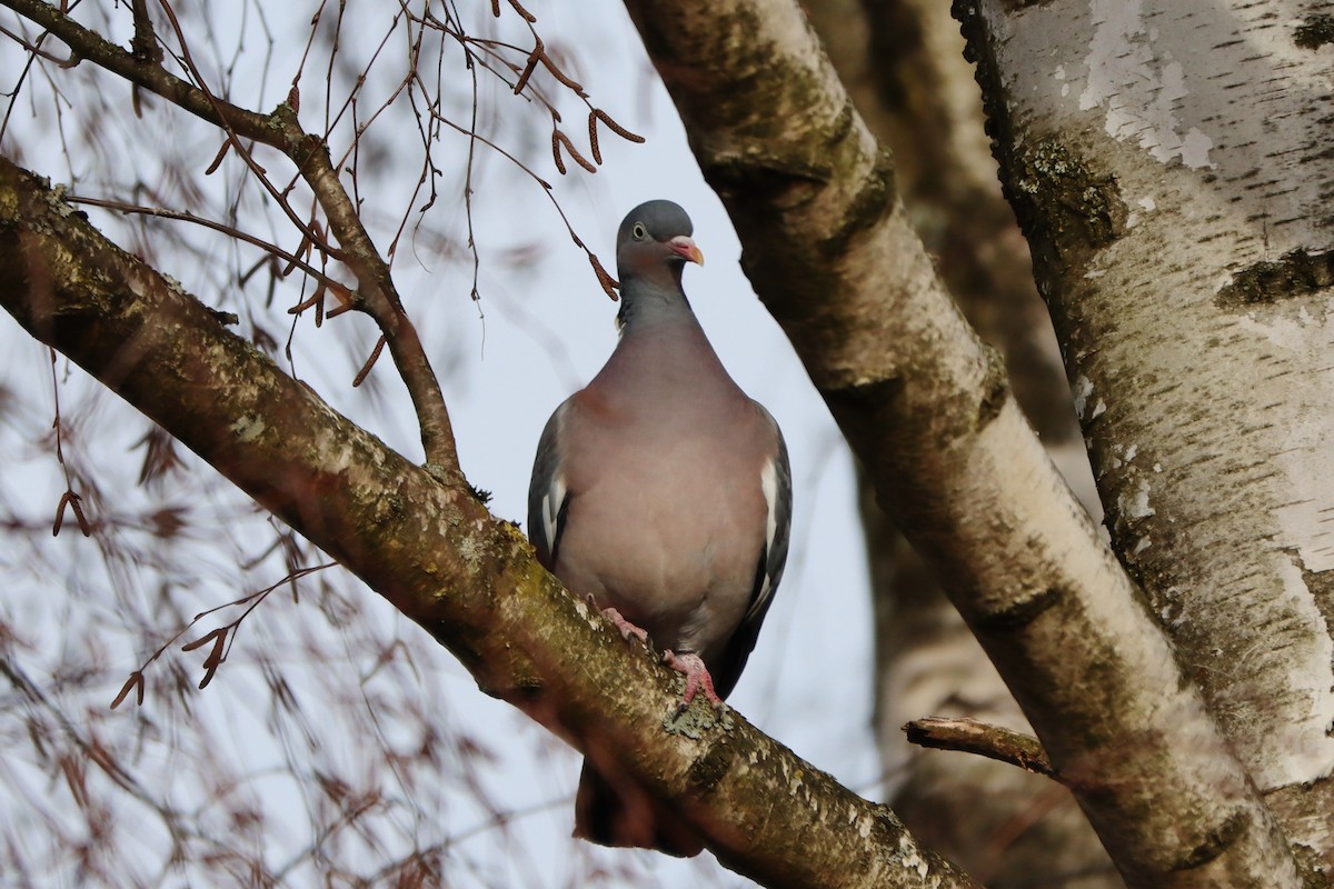 Common Wood-Pigeon - ML614933524