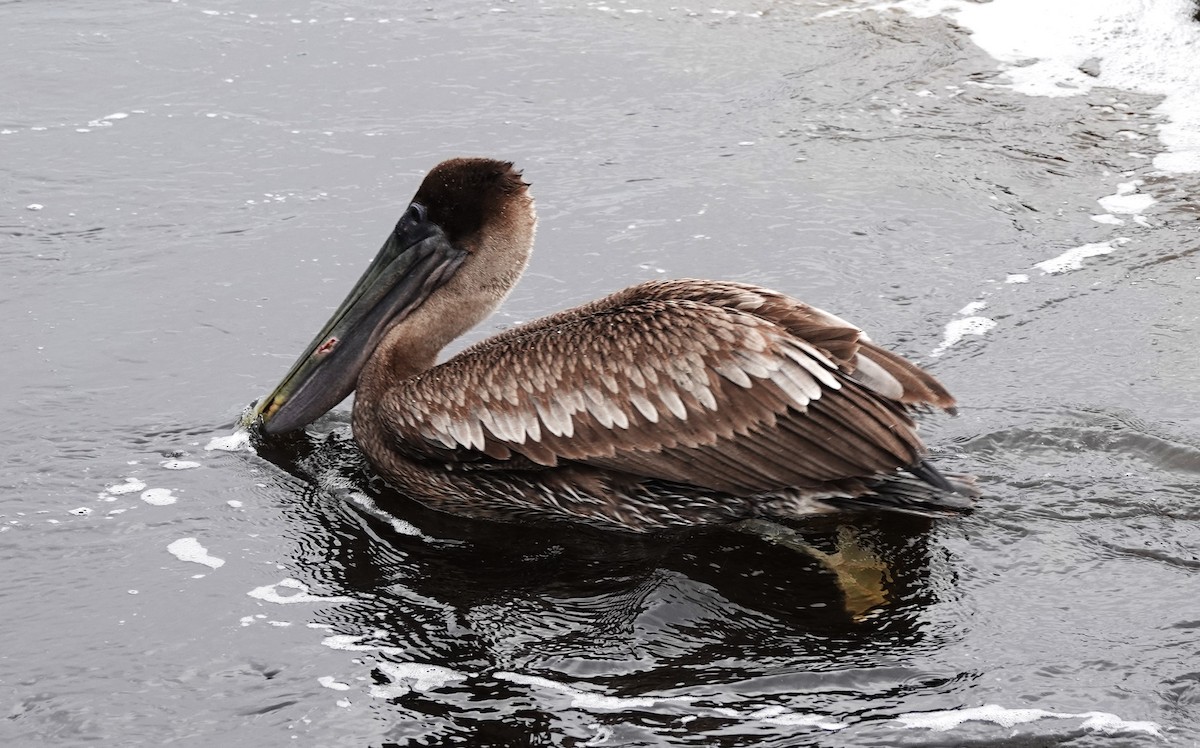 Бурый пеликан - ML614933547