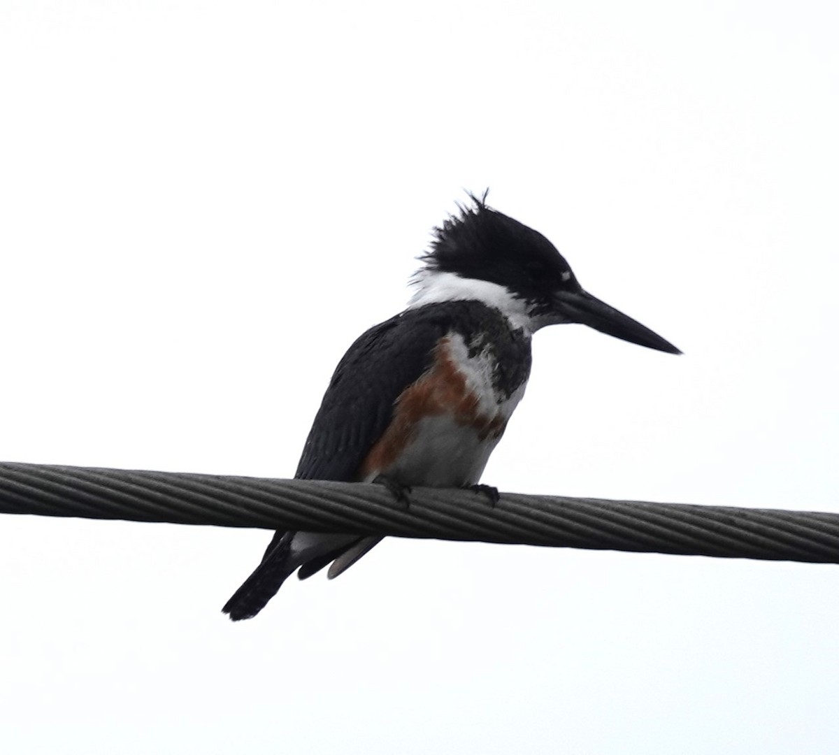Belted Kingfisher - ML614933560