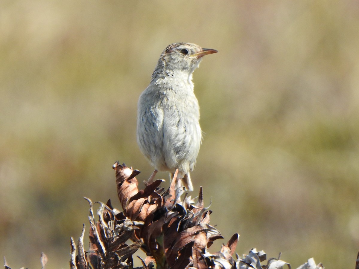 Grass Wren (Austral) - Anna Stalcup