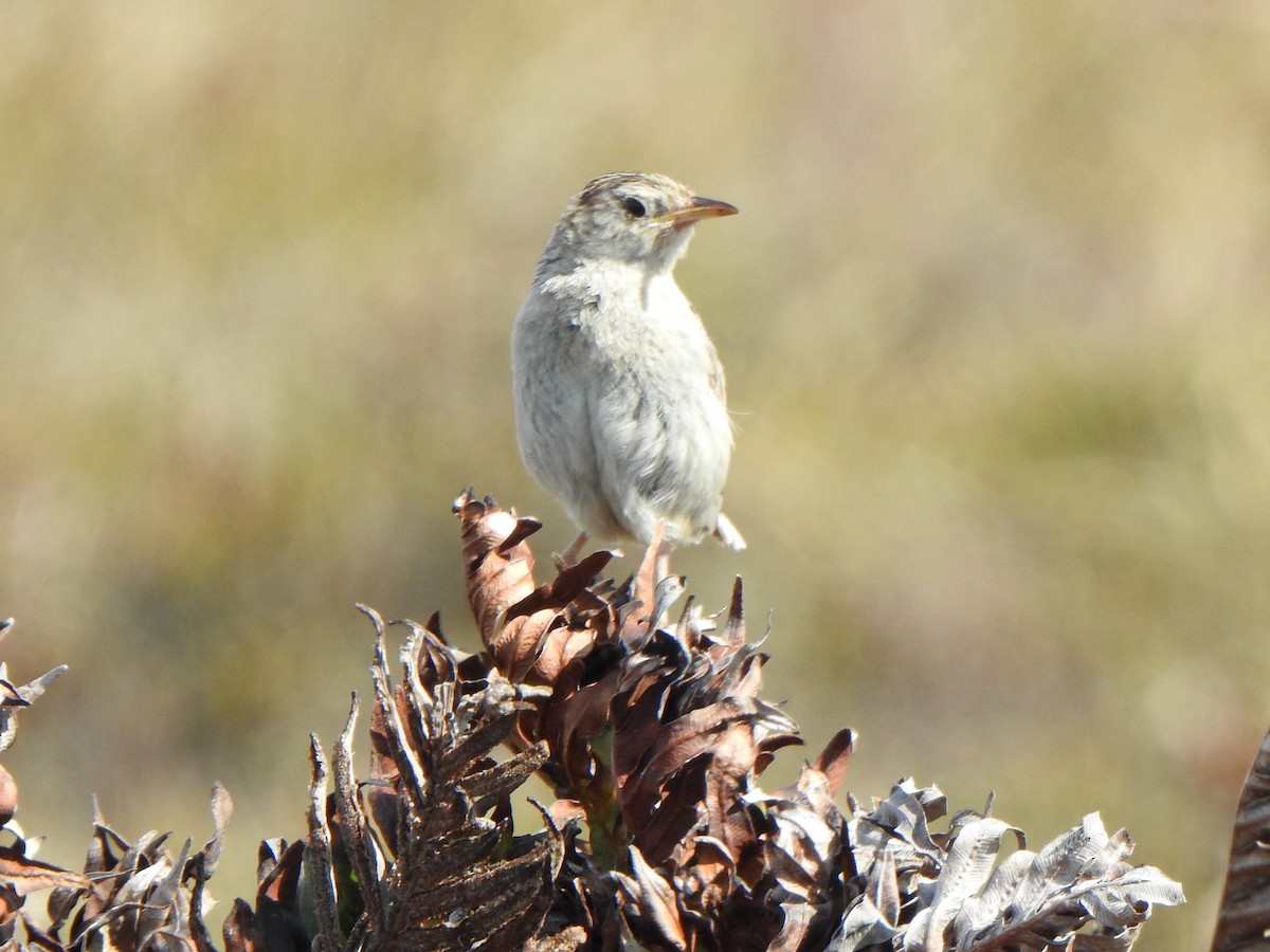 Травяной крапивник (hornensis/falklandicus) - ML614933632