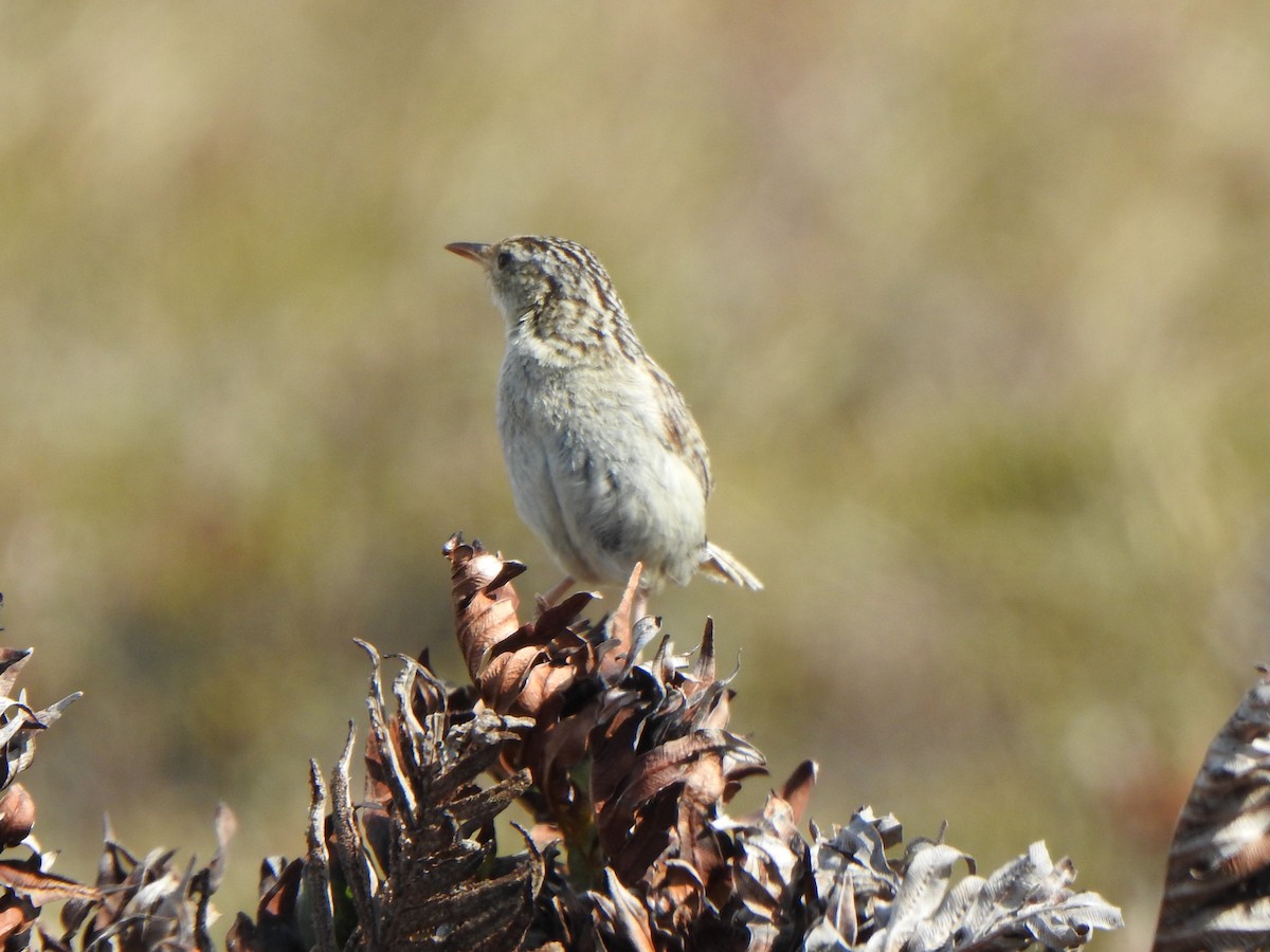 Cucarachero Sabanero (hornensis/falklandicus) - ML614933633