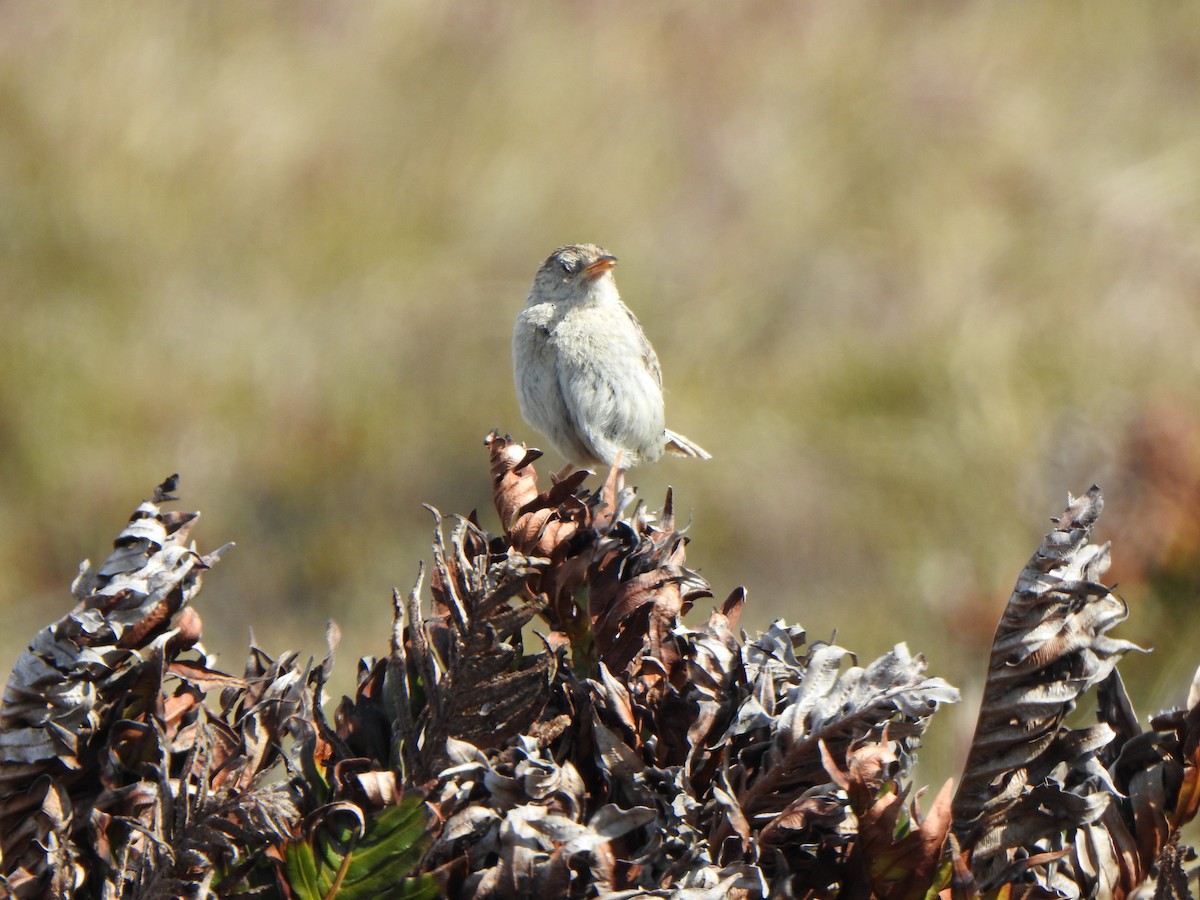 Grass Wren (Austral) - Anna Stalcup