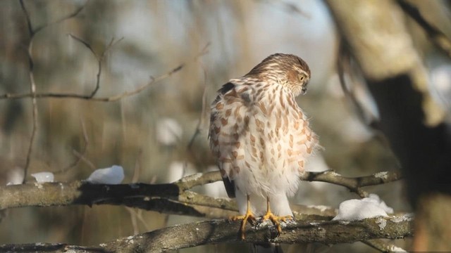 Sharp-shinned Hawk - ML614933689