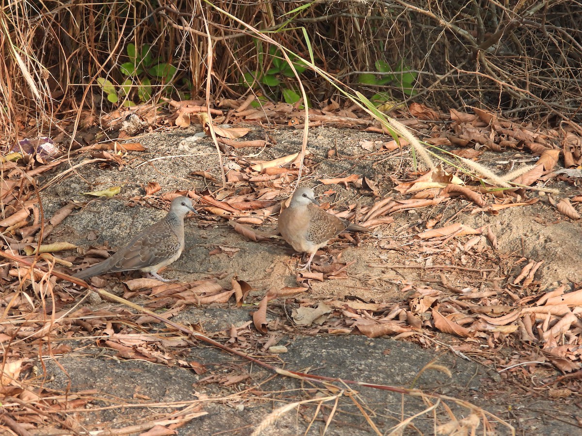 珠頸斑鳩 - ML614933765