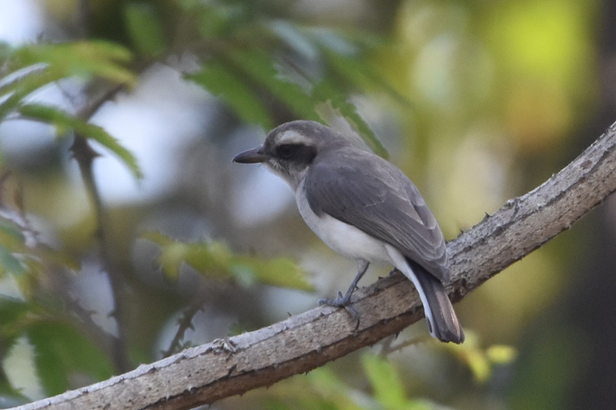 Common Woodshrike - ML614933766