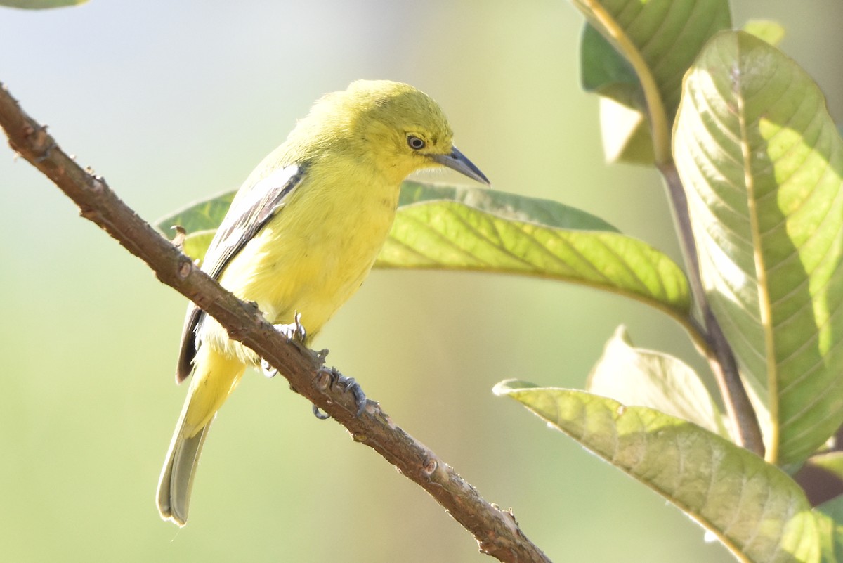 Common Iora - Tejas Natu