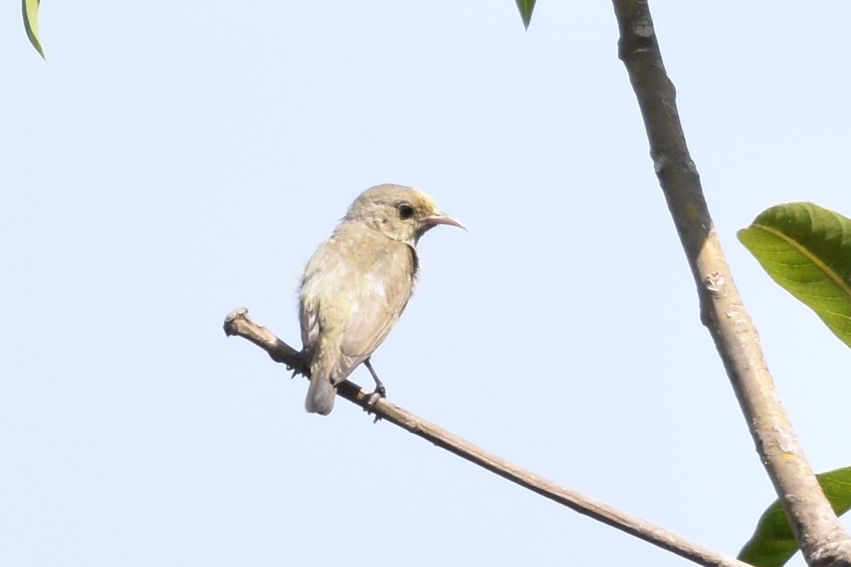 Pale-billed Flowerpecker - ML614933828