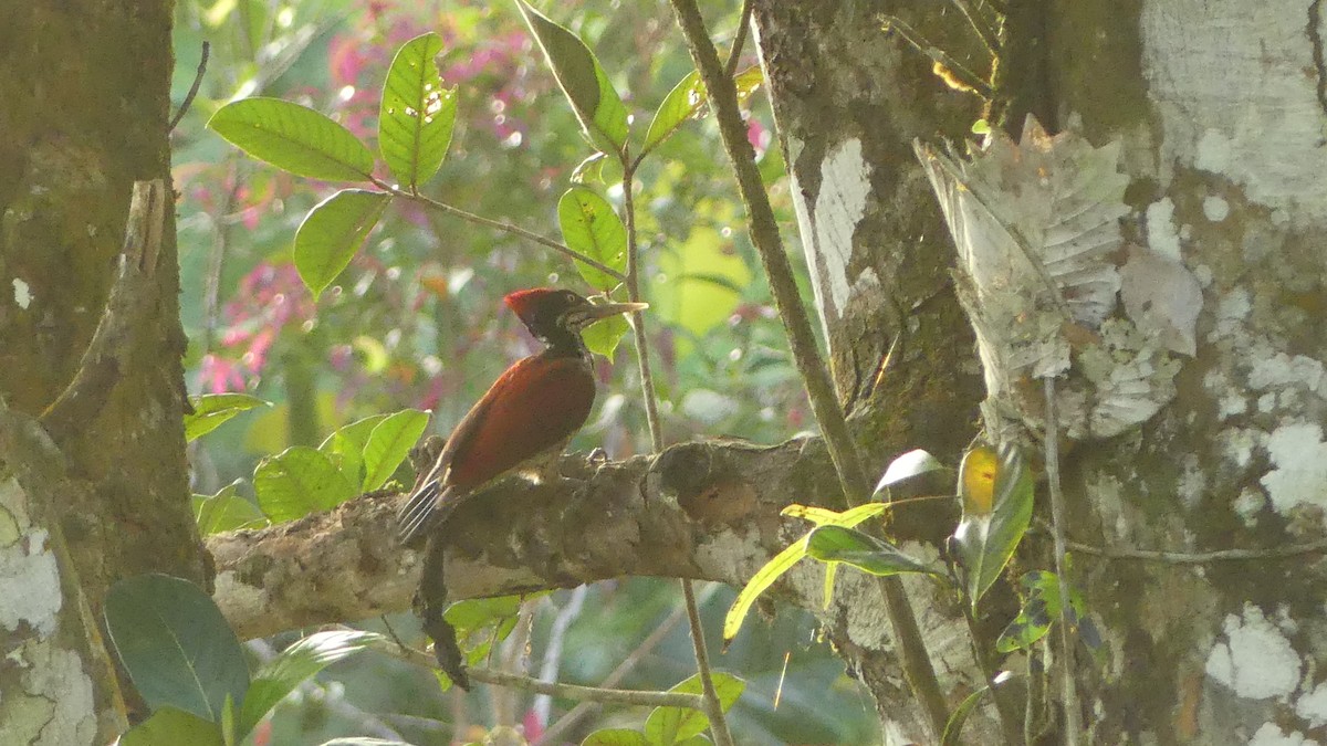 Crimson-backed Flameback - ML614933838