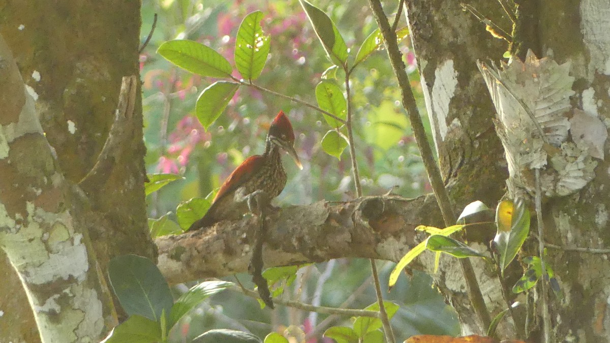 Crimson-backed Flameback - Gabriel  Couroussé