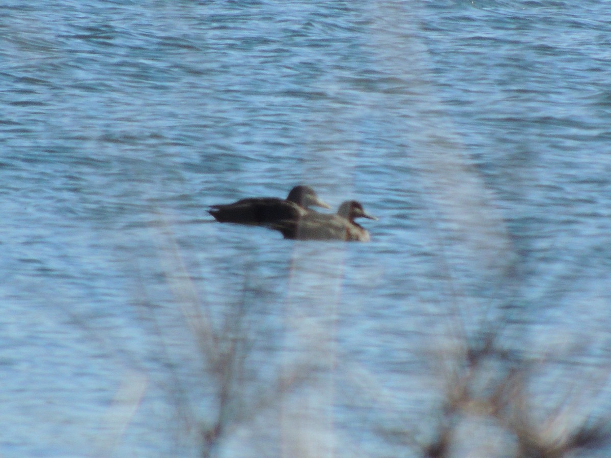 Canard noir - ML614933859