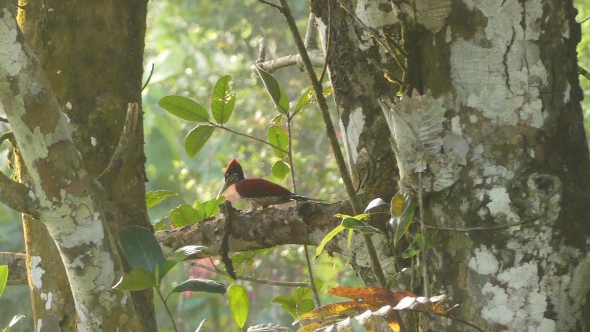 Crimson-backed Flameback - Gabriel  Couroussé