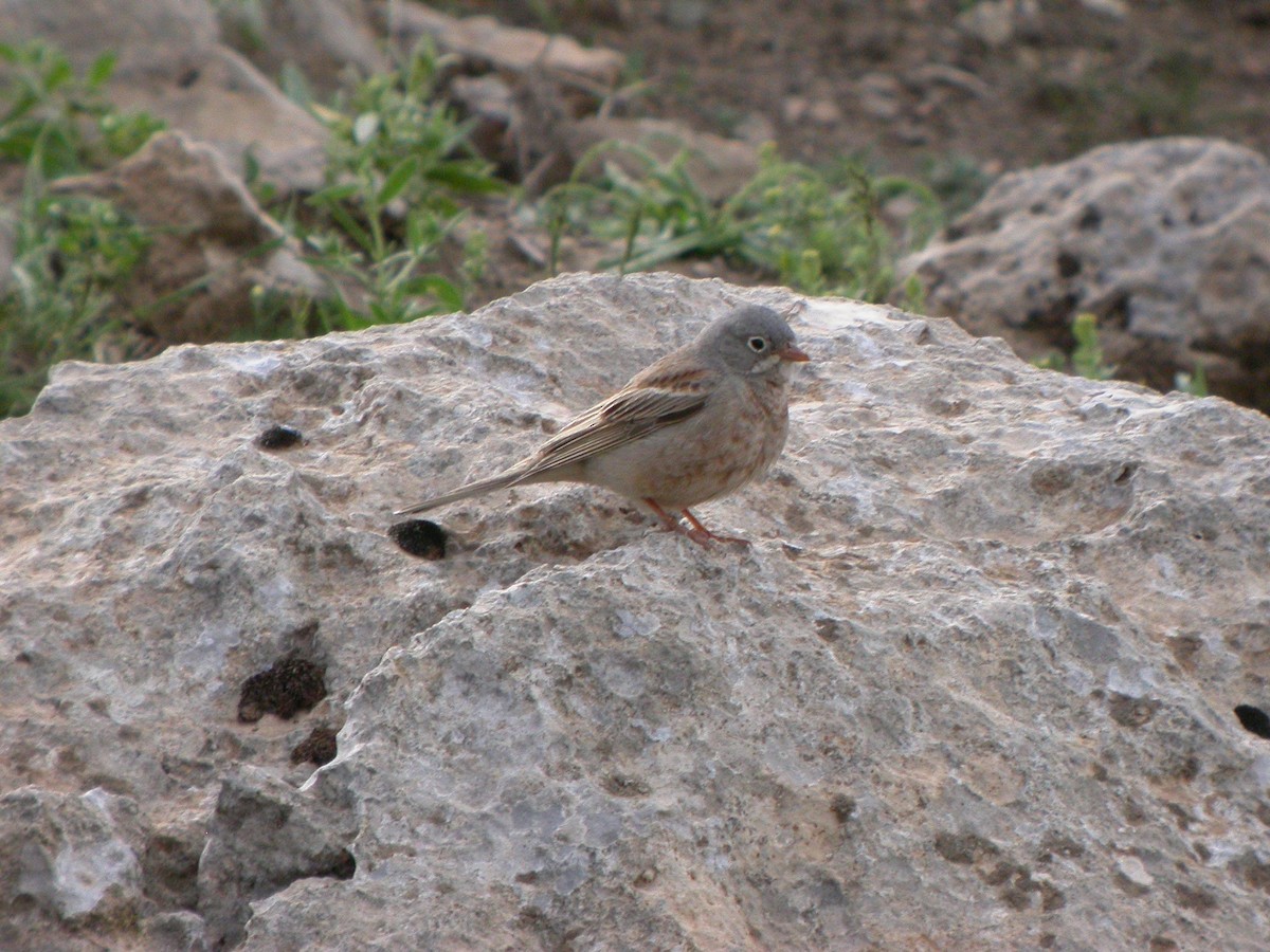 Gray-necked Bunting - ML614933863