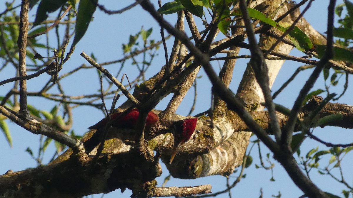 Crimson-backed Flameback - ML614933871