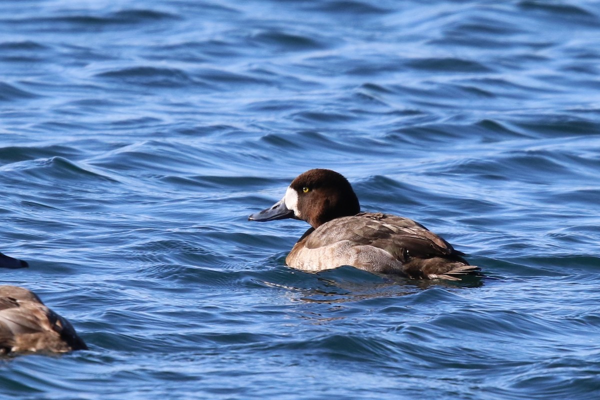 Greater Scaup - ML614933875